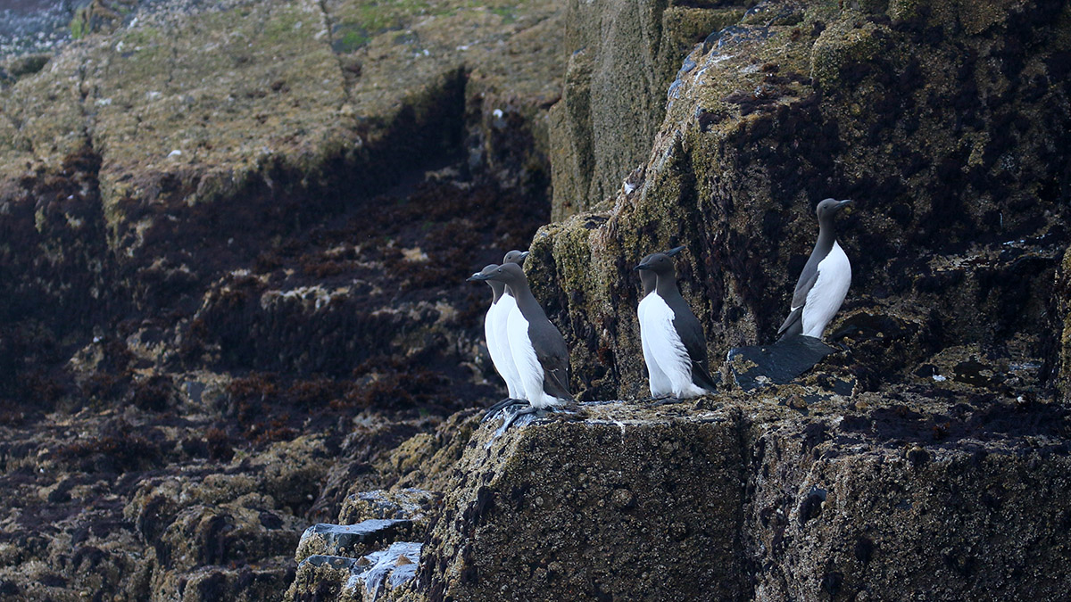 Farne Islands - zeekoeten